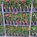 Afbeelding van Kp17 Sundaville Rek Pink